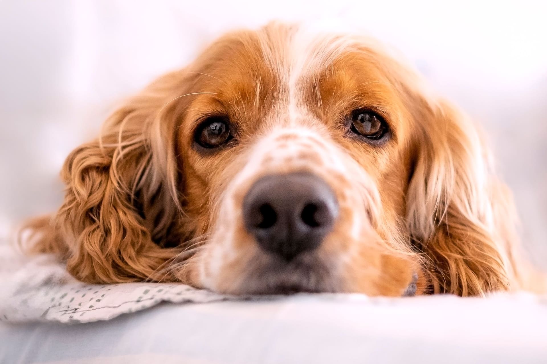 A golden and white English Cocker Spaniel resting its chin on a blanket, looking into the camera