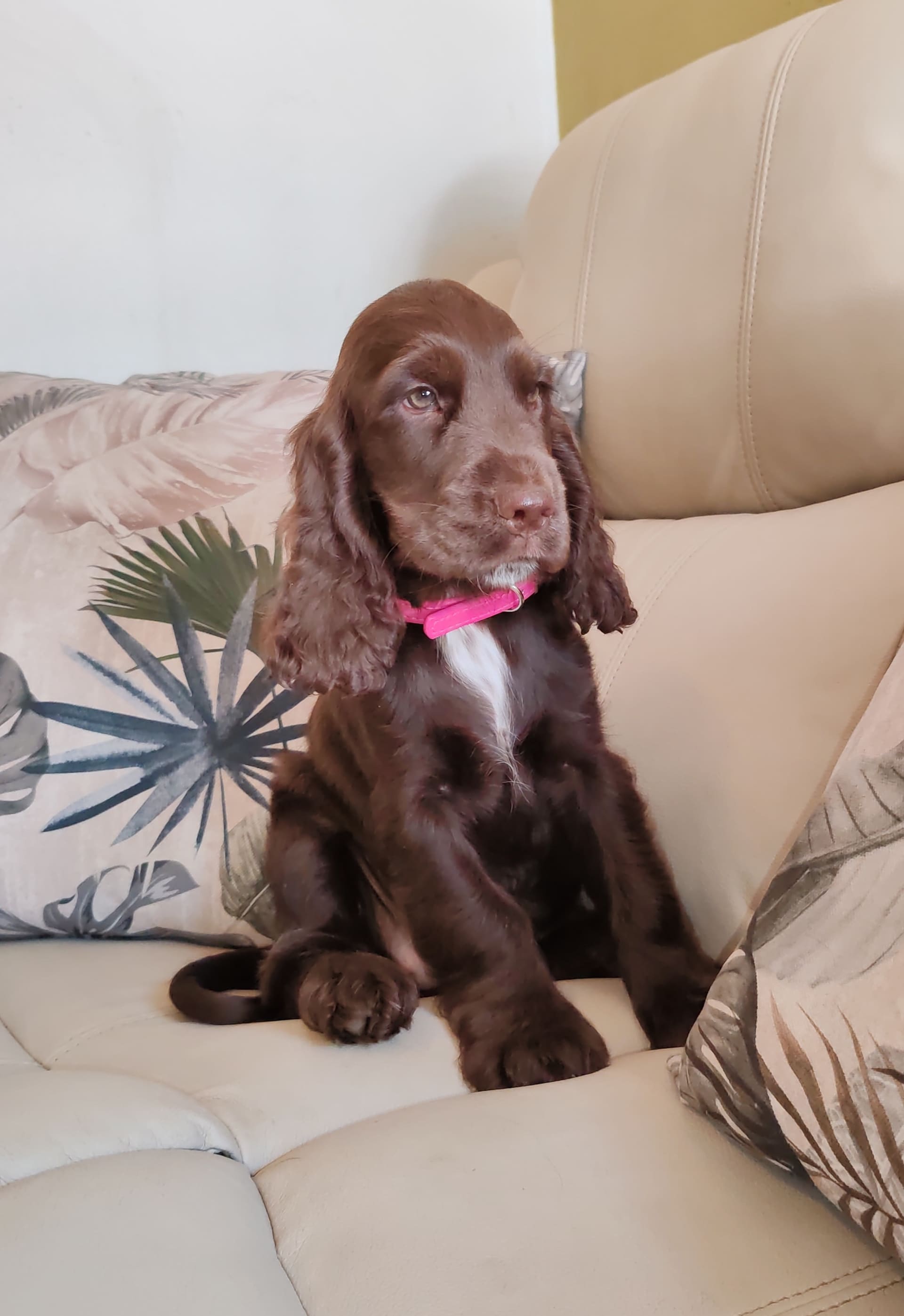 A chocolate English Cocker Spaniel puppy with a pink collar sitting up on a cream leather sofa
