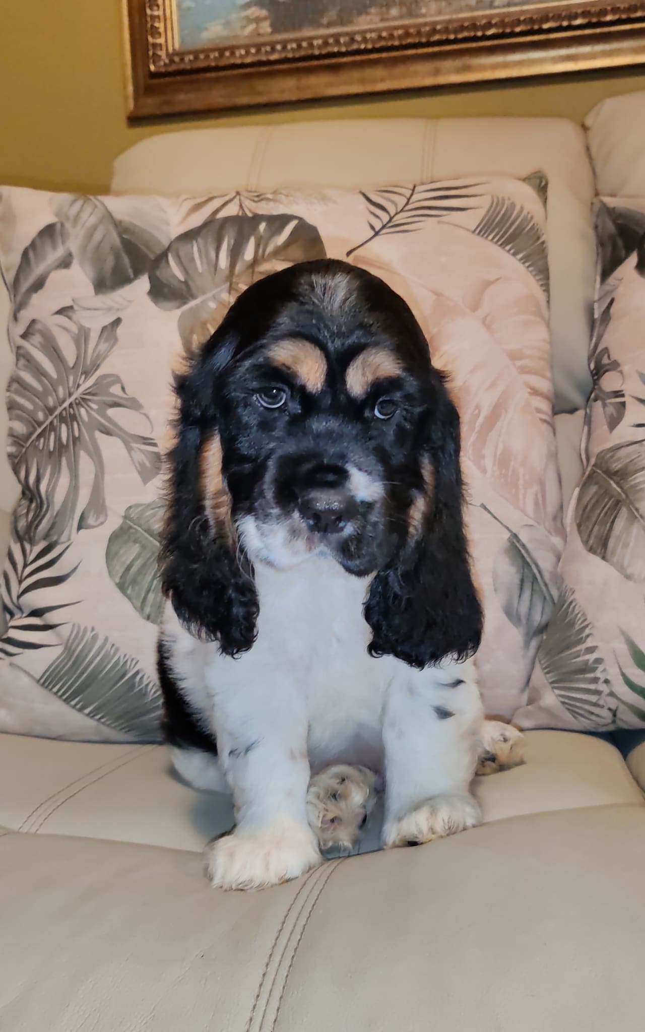 A black and white English Cocker Spaniel puppy with a broad white blaze