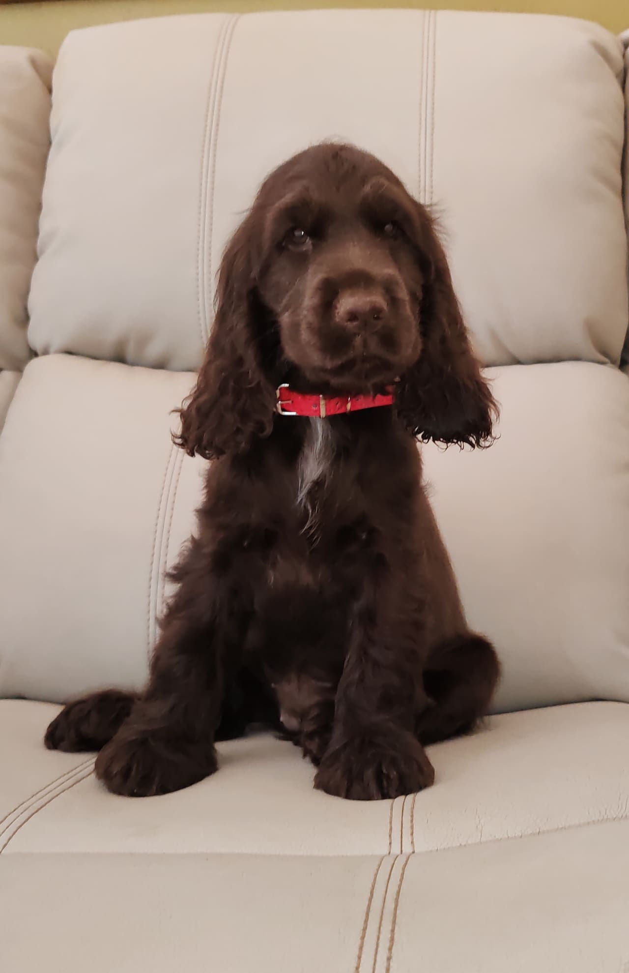 A chocolate English Cocker Spaniel puppy resting against a cushion