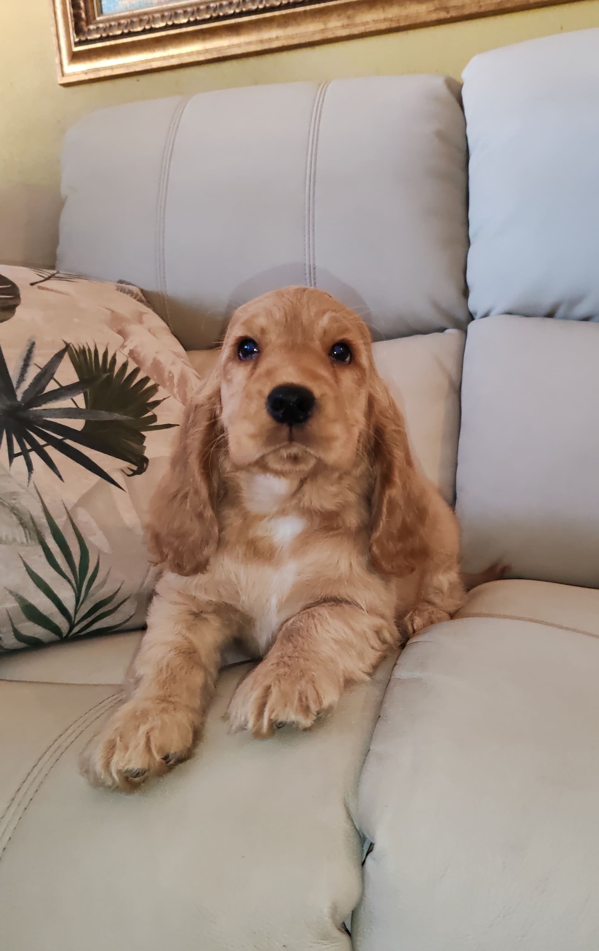 A golden English Cocker Spaniel puppy sitting on a cream sofa in daylight