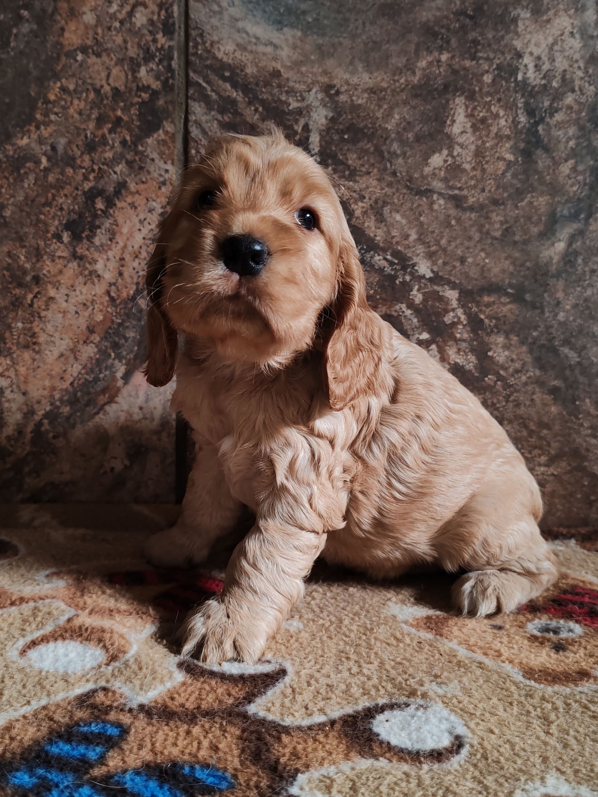 A golden English Cocker Spaniel puppy sitting against a mottled stone wall