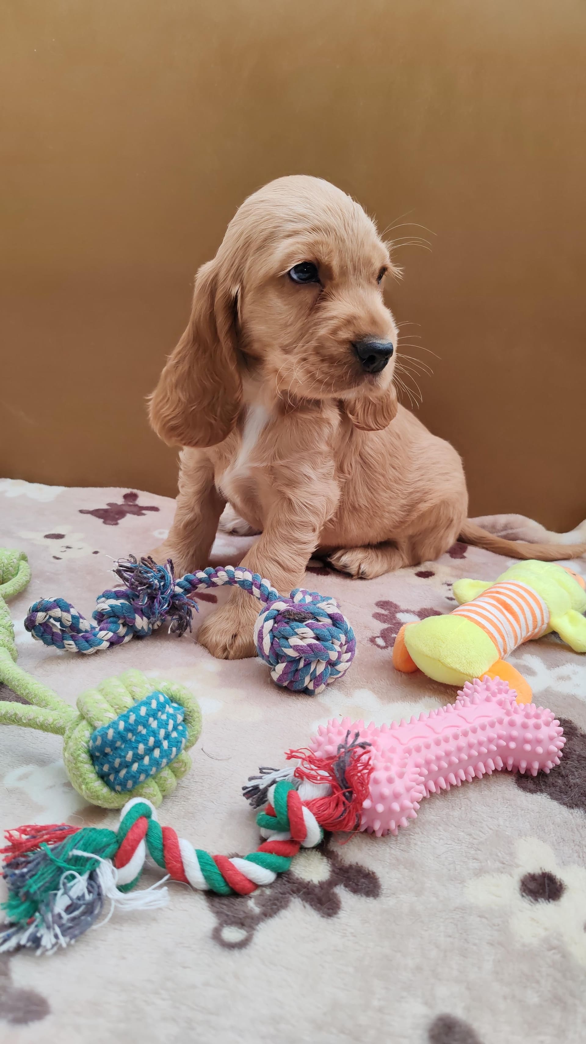 A golden English Cocker Spaniel puppy sitting among rope and squeaky toys against a warm ochre wall