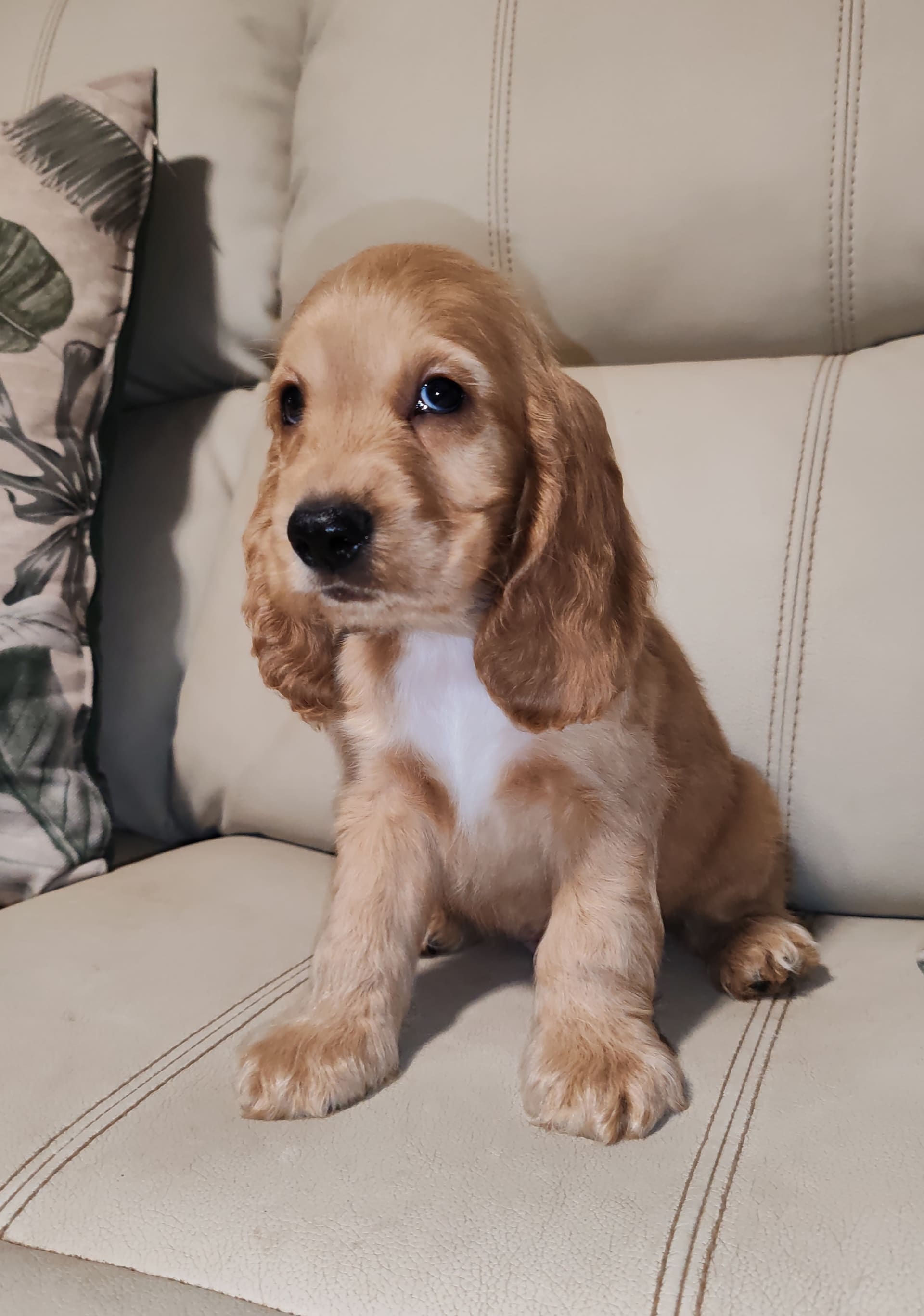 A golden English Cocker Spaniel puppy sitting on a cream sofa in soft window light