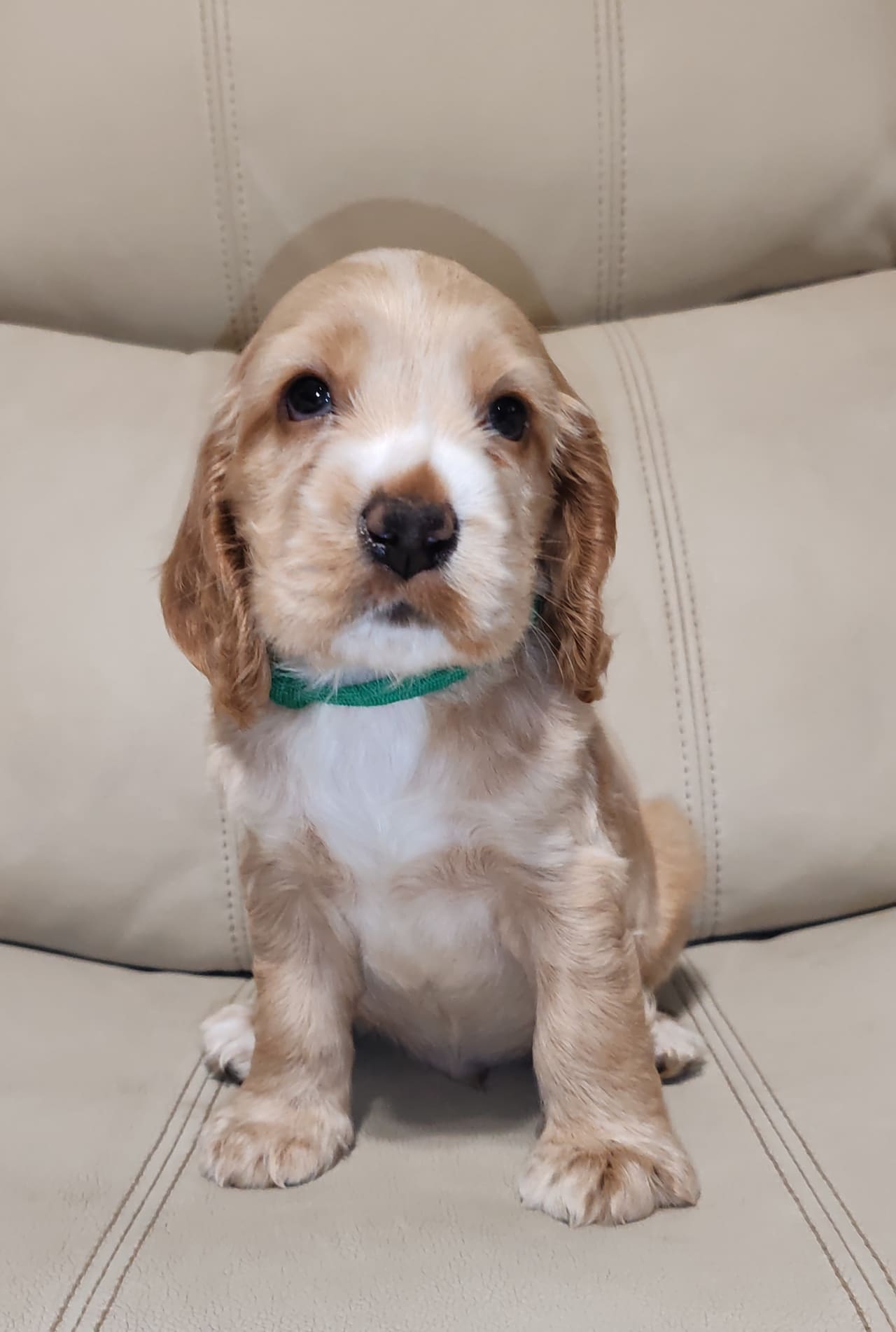A cream and gold English Cocker Spaniel puppy sitting square to the camera, showing its long feathered ears and compact frame