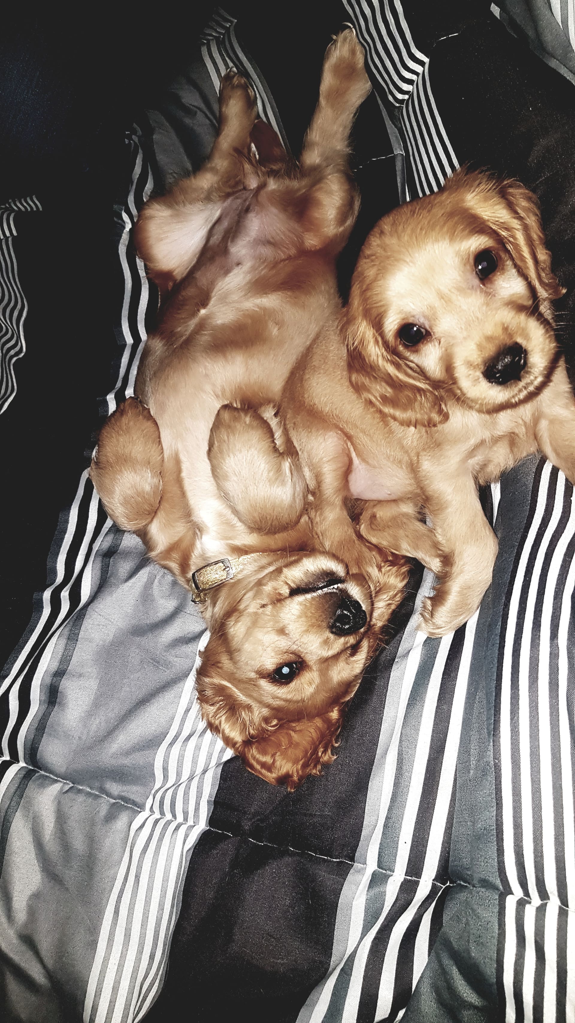 Woelwater Spaniels — English Cocker Spaniel portrait photograph 3