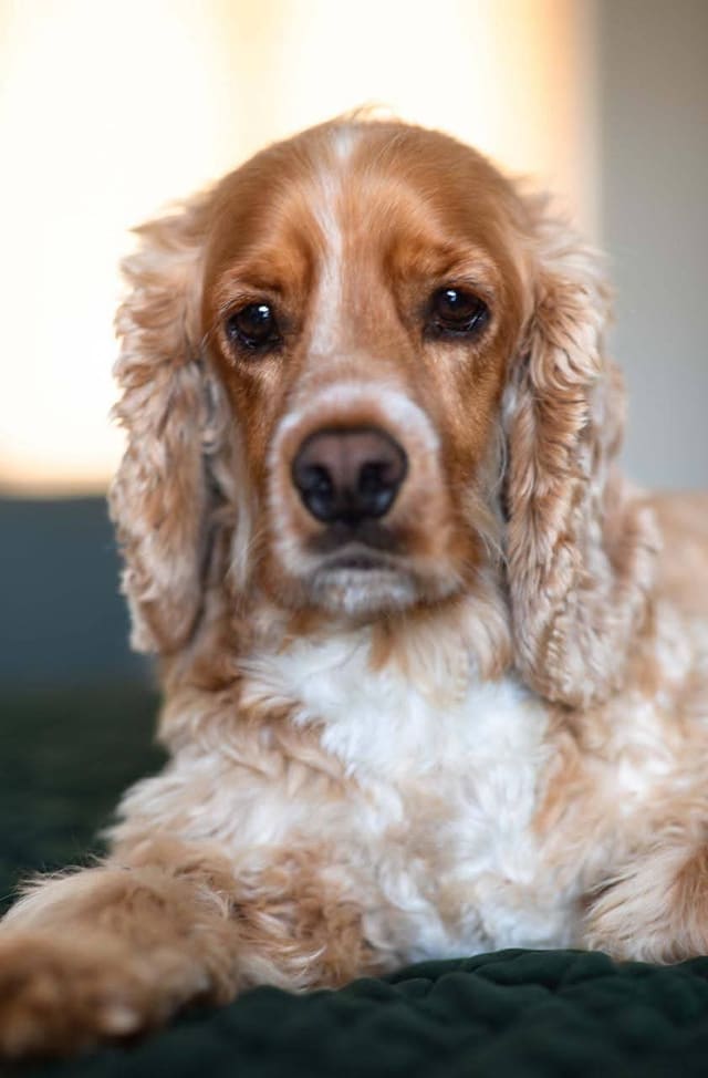 A golden and white English Cocker Spaniel looking into the camera in soft backlight