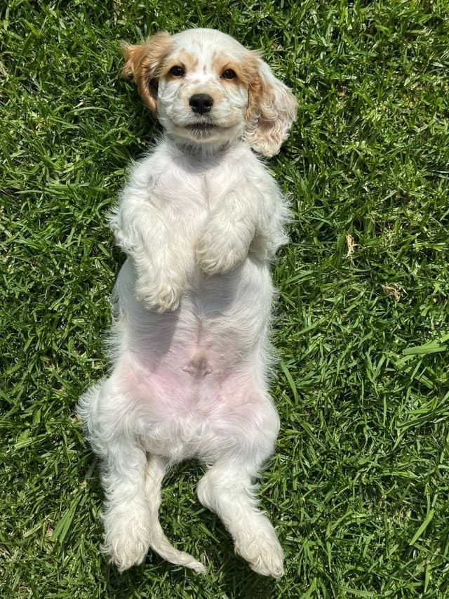 A cream and gold English Cocker Spaniel puppy lying on its back on a sunlit lawn
