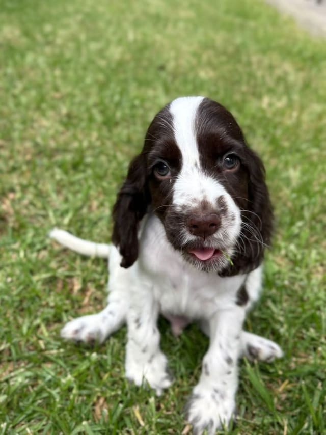 A chocolate and white English Cocker Spaniel puppy sitting on green grass