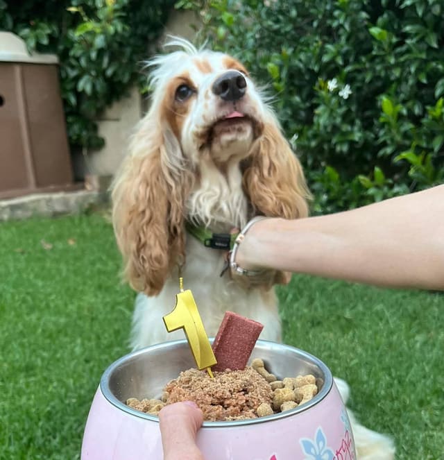Woelwater Spaniels — English Cocker Spaniel portrait photograph 1
