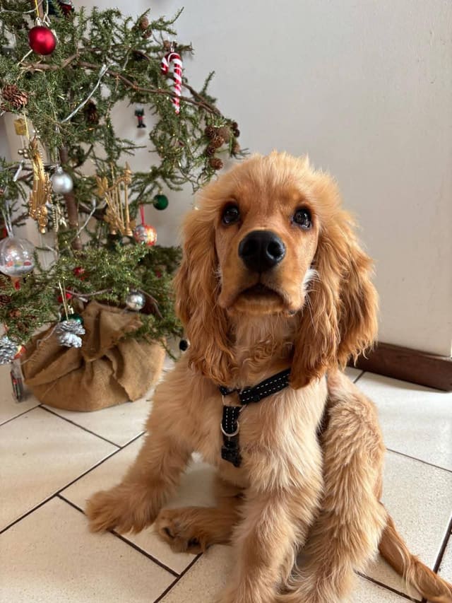 Woelwater Spaniels — English Cocker Spaniel portrait photograph 2